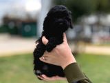 Kore Gen Black Poodle