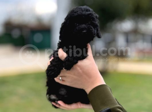 Kore Gen Black Poodle görsel