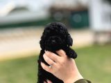 Kore Gen Black Poodle