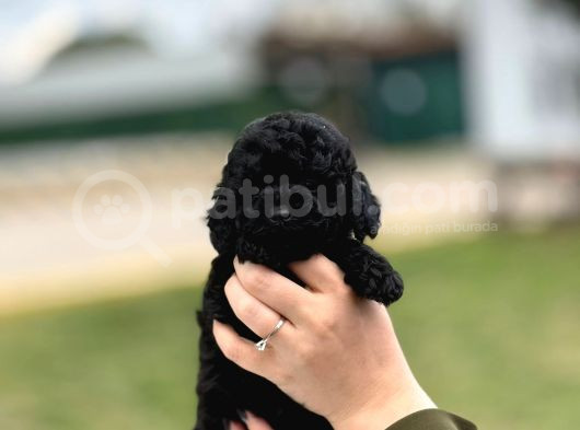 Kore Gen Black Poodle görsel
