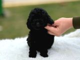 KORE GEN BLACK POODLE