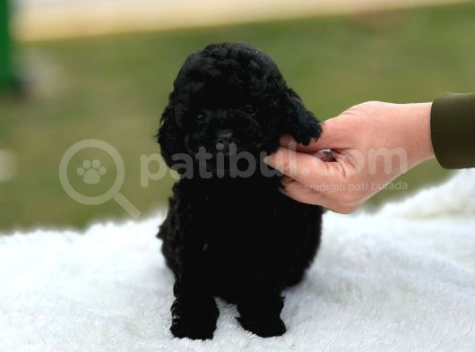 Kore Gen Black Poodle
