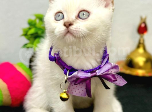 Güzel Gözlü Minnoş görsel