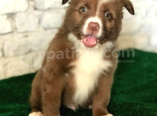 Border Colie Denilince İlk Sırada Candostum Gelir görsel