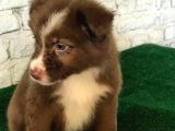 Border Colie denilince İlk sırada Candostum gelir