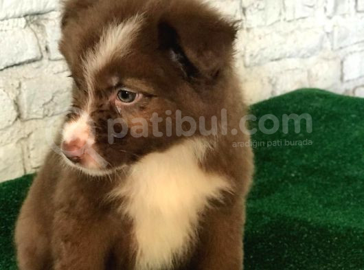Border Colie Denilince İlk Sırada Candostum Gelir