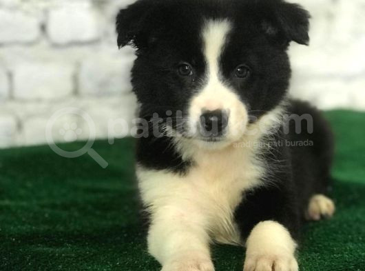 Border Colie Denilince İlk Sırada Candostum Gelir görsel