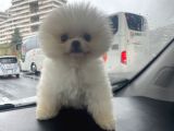 Pomeranian Kardeşler Her Renk Mevcut