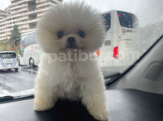 Pomeranian Kardeşler Her Renk Mevcut görsel