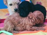 Muhteşem Güzellik Muhteşem Kalite Toy Poodle Yavrularımız