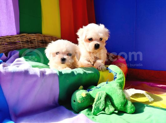 Birbirinden Sevimli Maltese Terrier Yavrularımız Candostumd