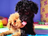 Muhteşem güzellik Muhteşem kalite Toy Poodle yavrularımız