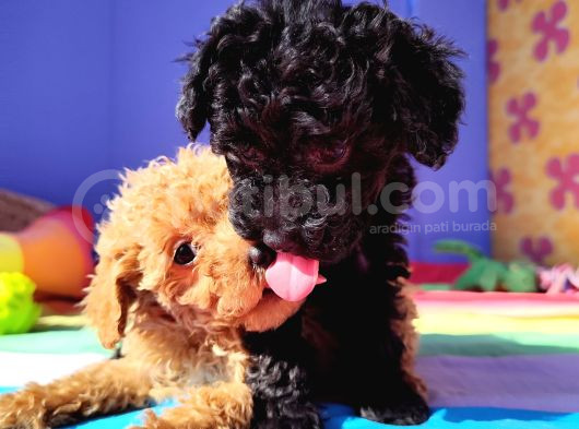 Muhteşem Güzellik Muhteşem Kalite Toy Poodle Yavrularımız