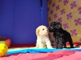 Muhteşem Güzellik Muhteşem Kalite Toy Poodle Yavrularımız