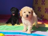 Muhteşem Güzellik Muhteşem Kalite Toy Poodle Yavrularımız