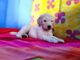 Dev Poodle Yavrularimizda Dev Kampanya Sözleri̇ Bekli̇yor