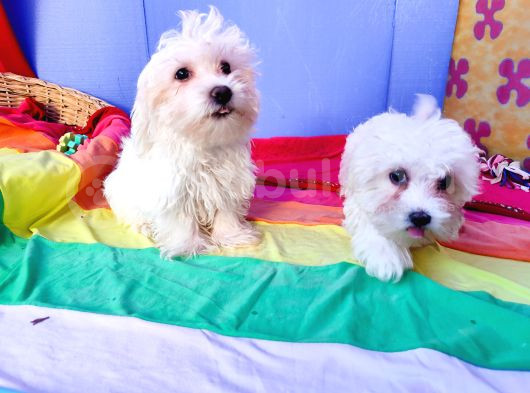 Birbirinden Sevimli Maltese Terrier Yavrularımız Candostumd görsel