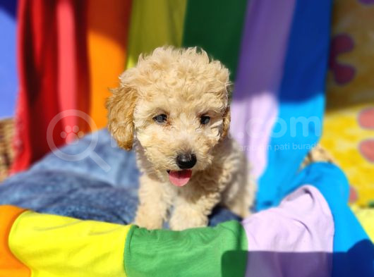Muhteşem Güzellik Muhteşem Kalite Toy Poodle Yavrularımız görsel