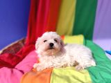 Birbirinden Sevimli Maltese Terrier Yavrularımız Candostumd
