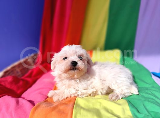 Birbirinden Sevimli Maltese Terrier Yavrularımız Candostumd görsel
