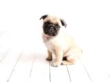 Safkan Pug Gül Kuyruk Yavrular
