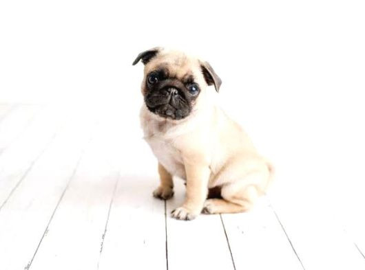 Safkan Pug Gül Kuyruk Yavrular görsel