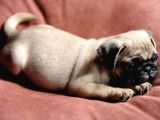 Safkan pug gül kuyruk yavrular