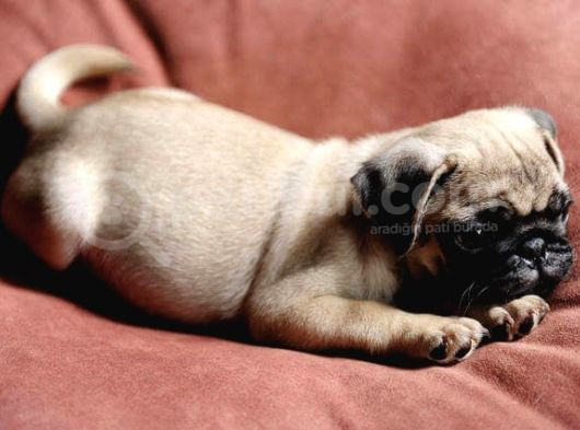 Safkan Pug Gül Kuyruk Yavrular