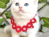 Karbeyazı 2 Dişi Boncuk British Shorthair Kızlarım