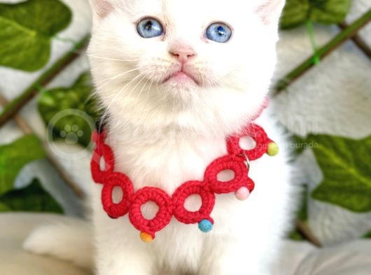 Karbeyazı 2 Dişi Boncuk British Shorthair Kızlarım görsel
