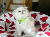 Scottish Fold Longhair Silver Point