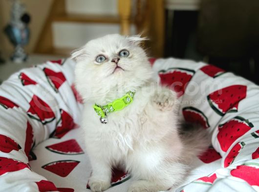 Scottish Fold Longhair Silver Point görsel