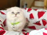 Scottish Fold Longhair Silver Point