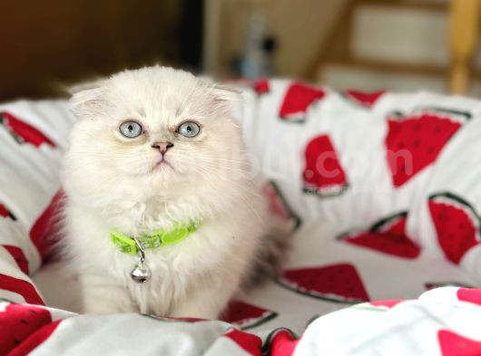 Scottish Fold Longhair Silver Point görsel