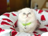 Scottish Fold Longhair Silver Point