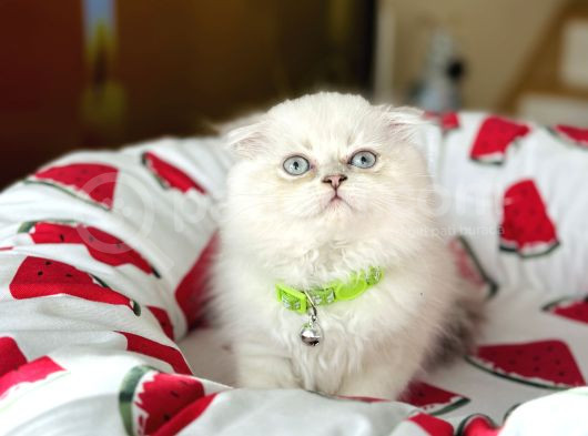 Scottish Fold Longhair Silver Point görsel