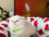 Scottish Fold Longhair Silver Point