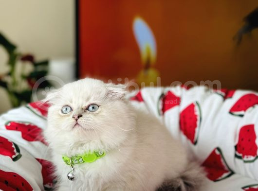 Scottish Fold Longhair Silver Point görsel