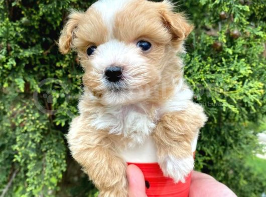 Red Toy Maltipo Bebeklerim görsel