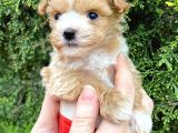 Mikro Poodle Yavrularım
