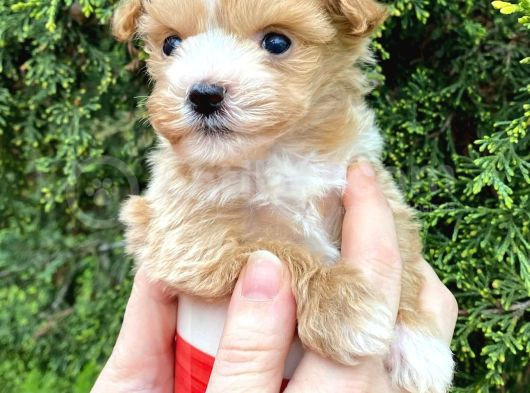Mikro Poodle Yavrularım görsel