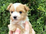 Mikro Poodle Yavrularım