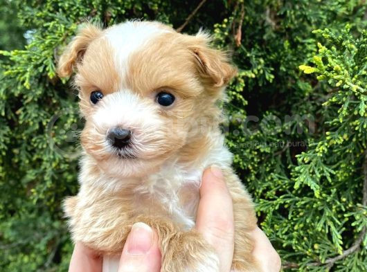 Mikro Poodle Yavrularım görsel