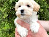Mikro Poodle Yavrularım