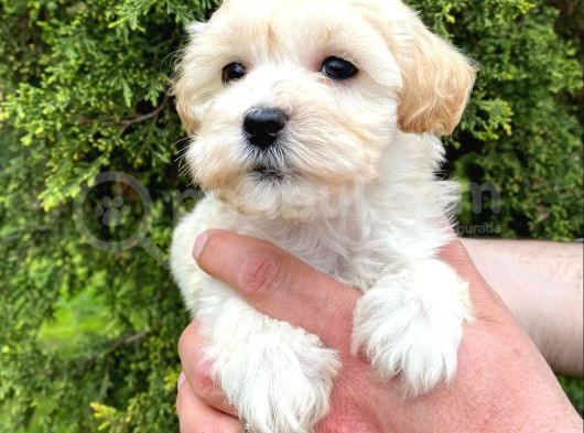 Mikro Poodle Yavrularım görsel