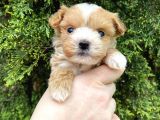 Mikro Poodle Yavrularım