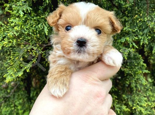 Mikro Poodle Yavrularım görsel