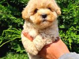 Mikro Poodle Yavrularım