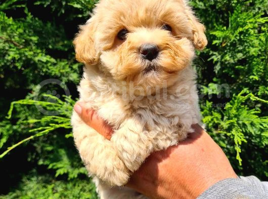 Mikro Poodle Yavrularım görsel