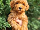 Mikro Poodle Yavrularım